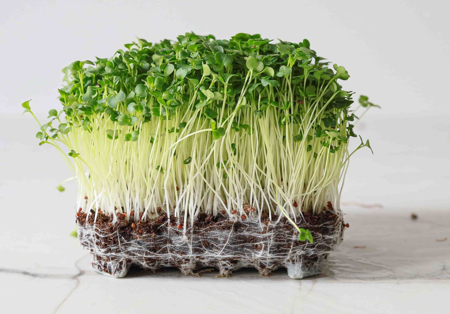 Microgreen di Broccoli Cime di Rapa