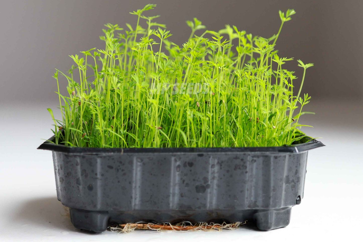 Microgreen di Carota