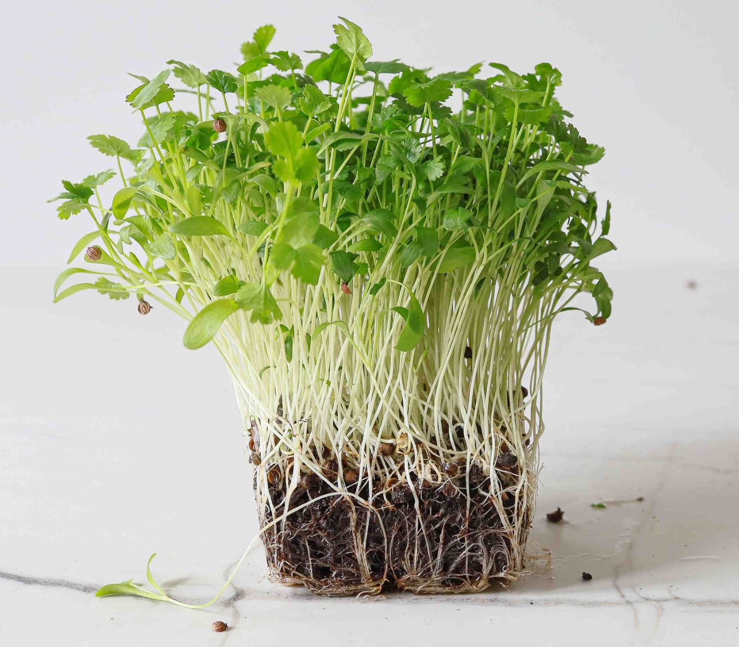 Microgreen di Coriandolo