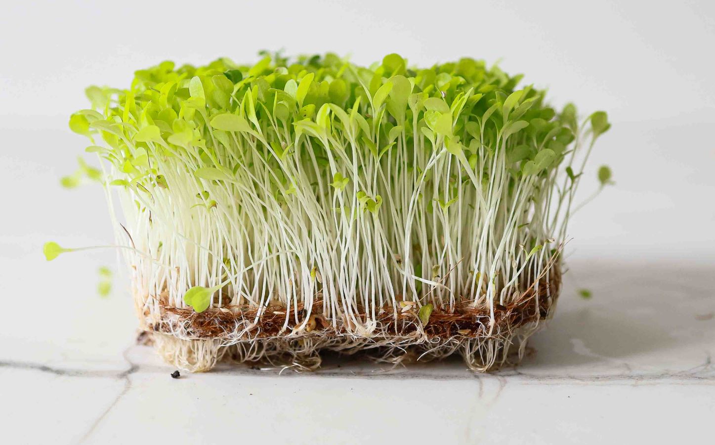 Microgreen di Lattuga Croccante