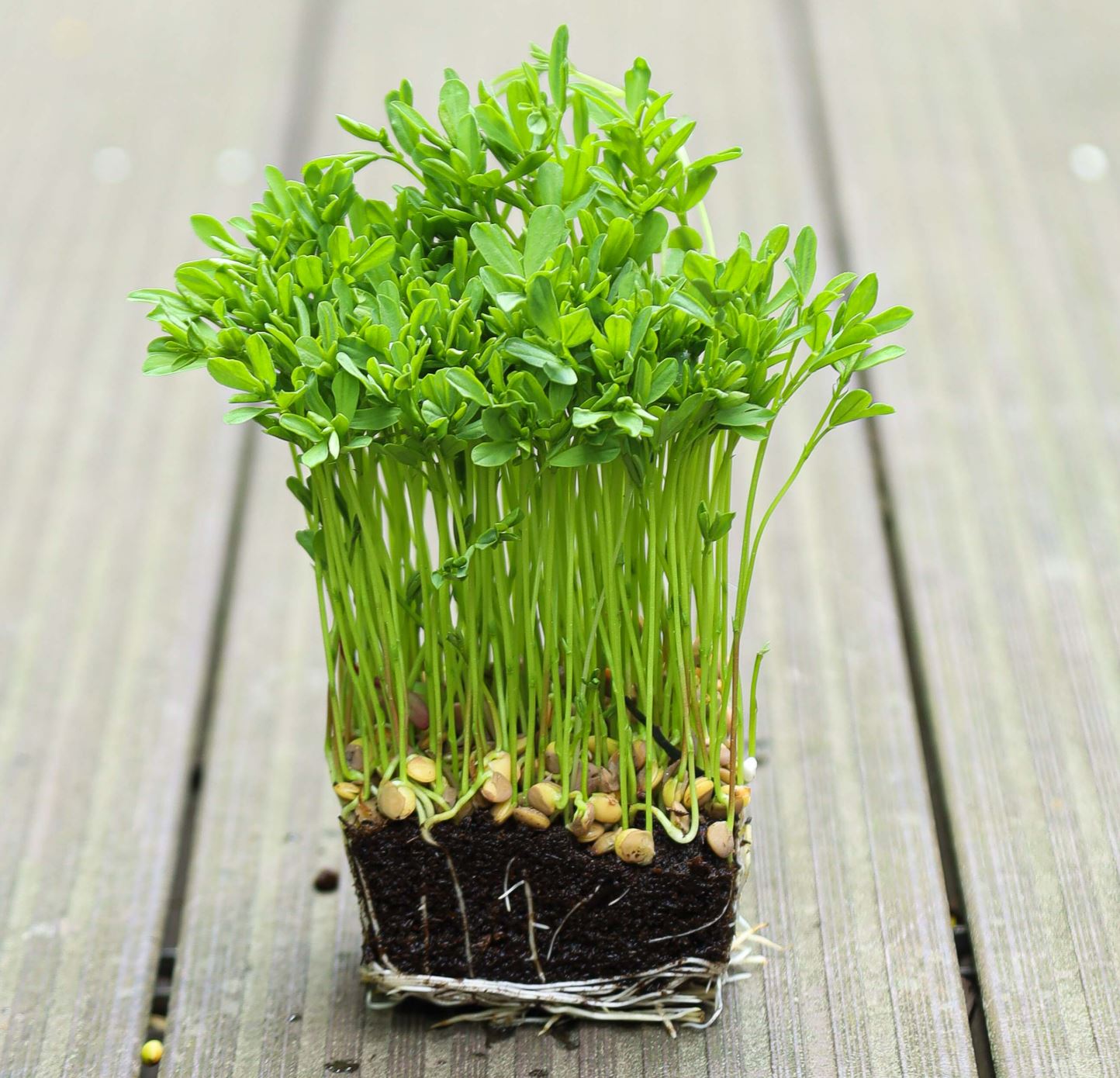 Microgreen di Lenticchie Rosse