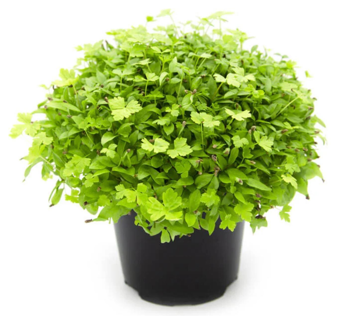Microgreen di Prezzemolo