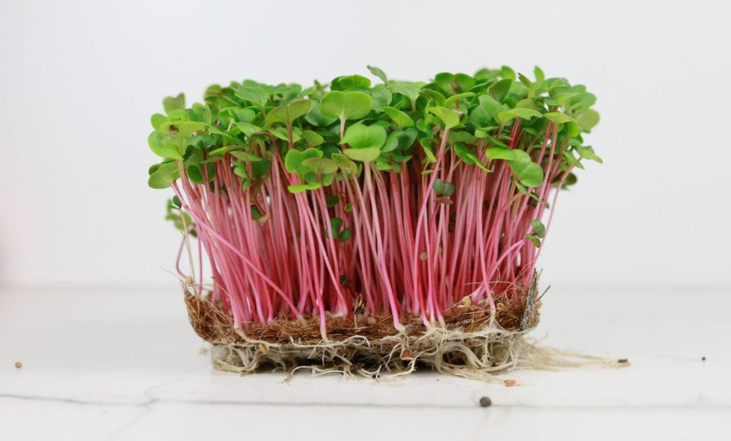 Microgreen di Ravanello Rosa