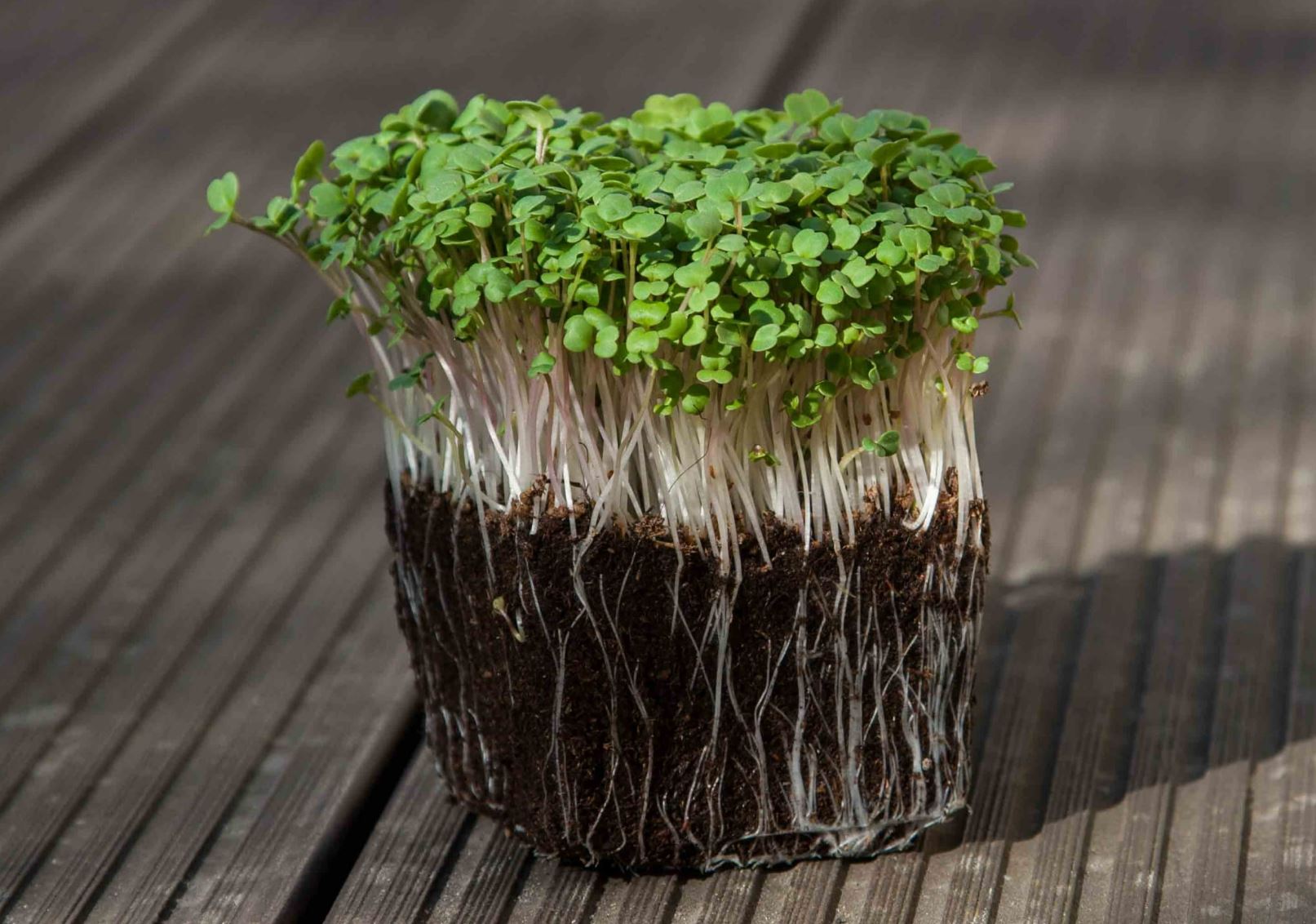 Microgreen di Rucola