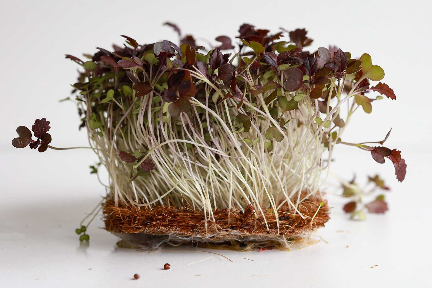 Microgreen di Senape Indiana